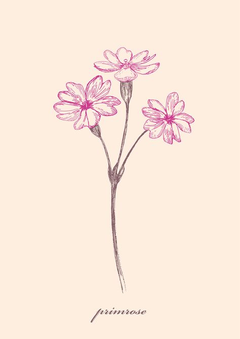 Wild flowers illustration Project  PRIMROSE by JUNG SOO CHAE, via Behance How To Draw Primrose Flower, Ink Flower Illustration, February Birth Flower Tattoo Primroses, Primrose Illustration Flower, Evening Primrose Tattoo Flower, How To Draw A Primrose, Primrose Flower Tattoo Design, Prim Rose Flower Tattoo, Primrose Sketch