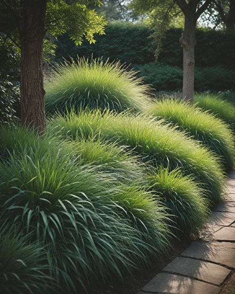 8 Best Ornamental Grasses For Shade Hakone Grass All Gold, Landscaping With Grasses And Rocks, Ornamental Grass Landscaping, Mondo Grass Border, Grass Garden Landscaping, Grasses In Pots, Grasses For Landscaping, Grasses For Shade, Ornamental Grasses For Shade