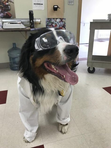 Dog in lab coat and safety goggles. Study Mood, Dogs With Jobs, Dog Words, High School Kids, Local Gym, What Dogs, Dog Search, Mountain Dog, Therapy Dogs