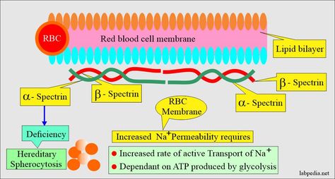 Hereditary Spherocytosis, Bilirubin Levels, Clinical Laboratory, Severe Burns, Viral Infection, White Blood Cells, Bone Marrow, Cell Membrane, Red Blood Cells