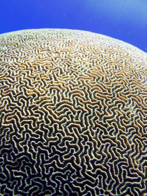 UCreative.com - Interesting Patterns and Fractals from Nature | UCreative.com Natural Prints, Fractals In Nature, Nature Texture, Brain Coral, Geometry In Nature, Fractal Geometry, Geometric Nature, Interesting Patterns, Coral Pattern