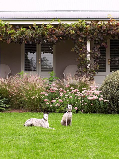 Matt Leacy, of Landart Landscapes, shares 5 expert tips on maintaining a quality garden while also keeping costs and maintenance to a minimum. Budget Garden Ideas, Country Garden Design, Bloom Where Youre Planted, Budget Garden, Australian Garden, Fast Growing Plants, Low Maintenance Garden, Flower Landscape, Home Landscaping