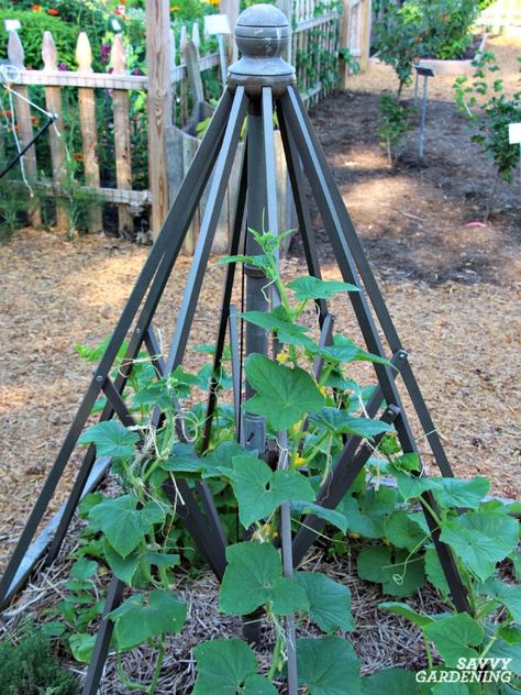 Cucumber Trellis Ideas, Tips, & Inspiration for Vegetable Gardens Cucumber Trellis Ideas, Outdoor Trellis Ideas, Gardening Notes, Squash Trellis, Growing Cucumbers Vertically, Cucumber Plants, Garden Trellis Ideas, Growing Vegetables In Pots, Nails Tools