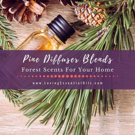 Enjoy the forest fragrance of pine essential oil by diffusing it in your home. It promotes respiratory health and mental clarity. Scent the room and stimulate your senses with one of the Pine Diffuser Blends I share in this blog post. This oil is made from pine needles and twigs, they are steam distilled to obtain the Oil Diffuser Benefits, Essential Oil Diffuser Benefits, Pine Needle Essential Oil, Diffusing Essential Oils, Pine Oil, Pine Essential Oil, Aromatherapy Benefits, Essential Oil Diffuser Recipes, Oil Diffuser Recipes