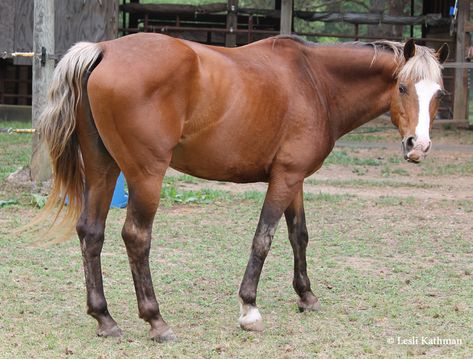 Silver Bay, Red Chestnut, Cool Coats, Bay Horse, Two Horses, Horse Silhouette, Custom Horse, Silver Horse, Chestnut Horse