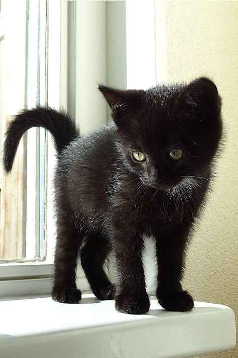 Black Cats Kitten, Cute Black Cats Kittens, Cute Kittens Black, Cute Black Kittens, Black Tabby Kitten, Black Kitten Aesthetic, Black Cats Cute, Baby Black Cat, Black Cat Images