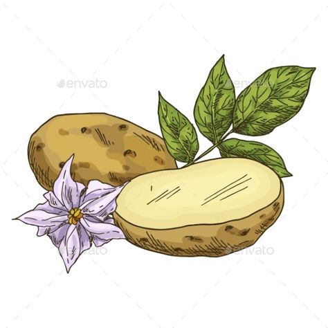 Sketch of a Potato Sliced in Half Baked Potato Drawing, Potato Sketch, Potato Painting, Sliced Roasted Potatoes, Patato Salad, Salad Drawing, Onion Drawing, Potato Drawing, Potato Sack