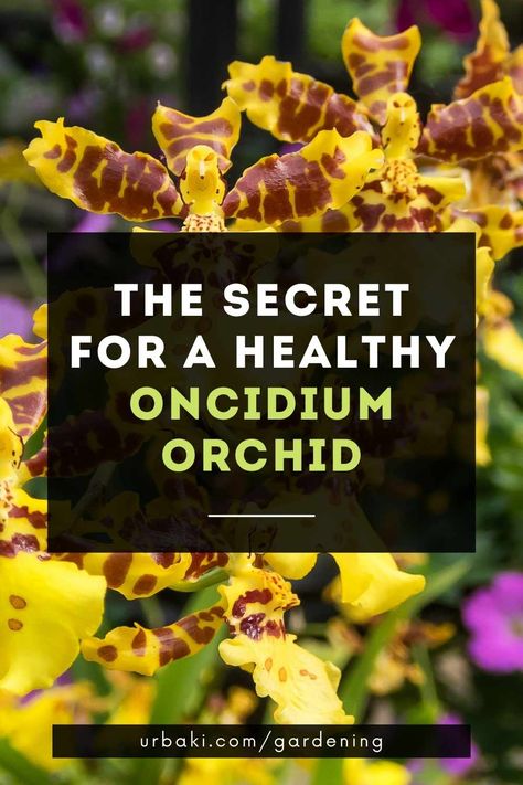 Oncidium Orchid, Ayurvedic Plants, Indoor Orchids, Oncidium Orchids, Orchid Plant Care, Growing Orchids, Orchid Care, Orchid Plants, African Violets