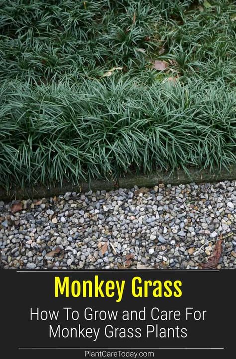 Monkey Grass (Ophiopogon japonicus) perennial groundcover, white or purple blooms, not true grass, adaptable, drought tolerant. [DETAILS] Monkey Grass Landscaping Flower Beds, Monkey Grass Care, Monkey Grass Ideas, Monkey Grass Landscaping, Monkey Grass Border, Ophiopogon Japonicus, Lily Turf, Monkey Grass, Planting Grass