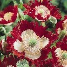 Annual Flower Seeds | Swallowtail Garden Seeds Planting Poppy Seeds, Breadseed Poppy, Storybook Gardens, Danish Flag, Rare Orchids, Deer Resistant Plants, Red And White Flowers, Edible Landscaping, Annual Flowers