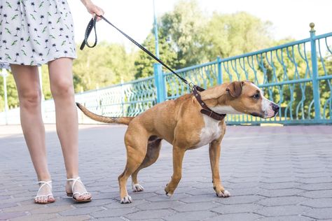 We're reviewing the best dog collars for pulling to help you control your tough canine and make walks fun again! Read now! Dog Leash Pulling, Excited Dog, Reactive Dog, Korat, Aggressive Dog, Dog Obedience, Dog Behavior, Working Dogs, Dog Trainer