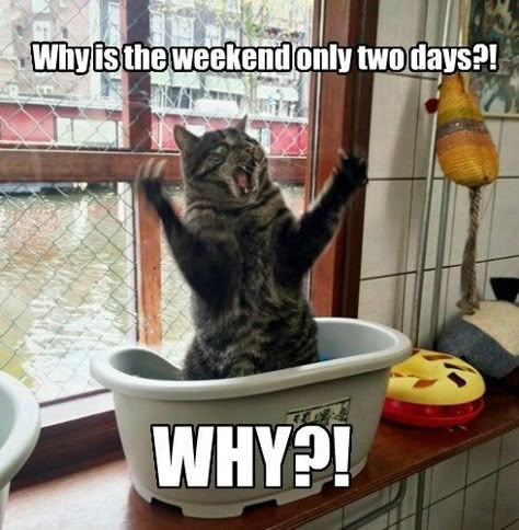 Humor Animal, Sunday Greetings, Funny Animal Quotes, Totally Me, Funny Animal Jokes, Funny Cat Memes, Funny Cat Pictures, Cat Stuff, Funny Animal Memes