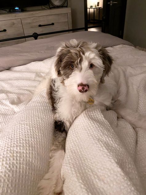 Aussiedoodle Aesthetic, Australian Doodle Puppy, Doodle Dog Aesthetic, Small Dog Aesthetic, Aussiedoodle Full Grown, Australian Doodle, Wyoming Living, Aussie Doodle Puppy, Puppy Doodle