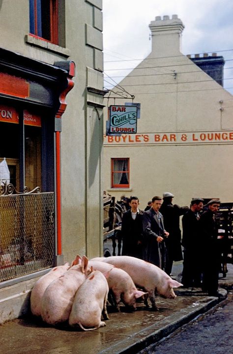 vintage everyday: Pictures of Ireland in 1954 Inge Morath, Vintage Ireland, Ireland Pictures, Ireland History, Images Of Ireland, Ancient Ireland, Kerry Ireland, Irish Eyes Are Smiling, Love Ireland