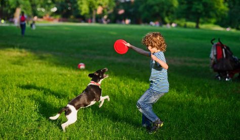 Dog Frisbee, Boxer Dogs Funny, Dog Squeaky Toys, Office Garden, Shoe Cover, Garden Park, Dog Activities, Dogs And Kids, Boys Playing