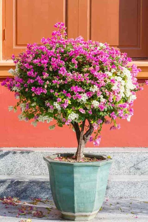 Bougainvillea Care: Tips On How To Grow Bougainvillea Plants Heat Tolerant Flowers, Bougainvillea Tree, Courtyard Plants, Tattoo Plant, Patio Trees, Potted Plants Outdoor, Fall Garden Vegetables, Container Gardening Flowers, Recycled Garden