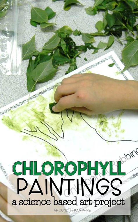 Chlorophyll paintings for kids are a great way to integrate art into your plant science activities as students learn about photosynthesis and the life cycle of plants. Plants Science Activities, Life Cycle Of Plants, Aktiviti Tadika, Forest School Activities, Plant Activities, Tree Study, Nature School, Plant Life Cycle, Plant Science