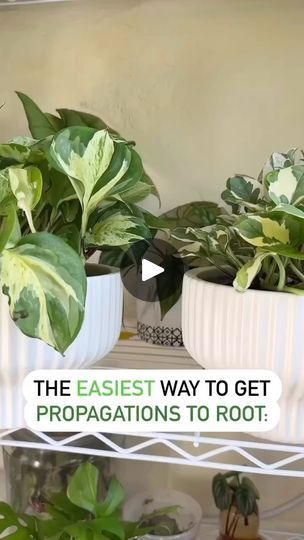 How To Propagate Arrowhead Plant, How To Propagate Pothos In Water, Where To Cut Pothos To Propagate, Neon Pothos Propagate, Succulent Leaf Propagation, Golden Pothos, Growth Hormone, Root Growth, Variegated Plants