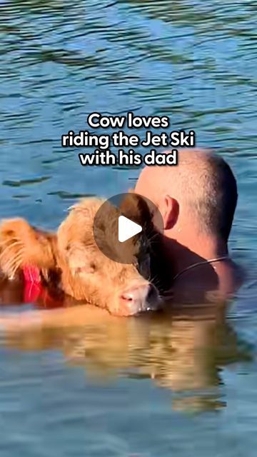 The Dodo on Instagram: "Tiny cow loves the water so much he'll do whatever it takes to stay there with dad 💙

Ollie's parents told us about the different ways they help him enjoy a hot day — including relaxing on the boat with them!

Keep up with @olliedale_microminicalf on TikTok!" Pictures Of Animals Photography, Animal Videos Funny, Tiny Baby Animals, Animals Playing, Cute Farm Animals, Pet Cows, Fun Animals, Mini Cows, Helping Animals