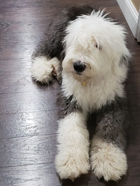 I’ve always wanted a Sheepdog. They remind me of Barkley from Sesame Street. Old English Sheepdogs, Old English Sheepdog Haircut, English Sheep Dog, English Sheepdog Puppy, Old English Sheepdog Puppy, Sheepdog Puppy, Sheep Dog Puppy, Sheep Dogs, Sheep Dog