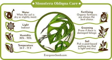 Monstera Obliqua Care, Monstera Thai Constellation, Monstera Obliqua, Thai Constellation, Air Layering, White Flies, Herbs Plants, Cheese Plant, Top Soil