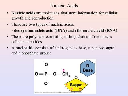 Nucleic Acids Nucleic acids are molecules that store information for cellular growth and reproduction There are two types of nucleic acids: - deoxyribonucleic.> Carbohydrates Biology, Nucleic Acid Structure, Hydrogen Bonding, Nitrogenous Base, Recombinant Dna, Biochemistry Notes, Rna Polymerase, Peptide Bond, Cell Theory