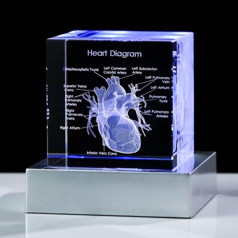 Perfect Gift for Those Interested in the Human Heart - The exquisite box is ready for giving, It can be used as a paperweight or as an interesting science gift for your lover, a human heart model for kids, 2023 Psychology majors Graduation Gifts for her him, doctor gifts, psychology gifts, etc Heart Diagram, Psychology Gifts, Heart Model, Ball Lamp, Science Lover, Engraved Crystal, Holiday Hotel, Science Gifts, Anatomical Heart