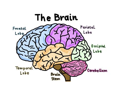 Created on goodnotes brain diagram brain lobes Brain Anatomy Psychology, Human Brain Psychology, Anatomy Of Brain Drawing, Regions Of The Brain, Brain Anchor Chart, The Human Brain Anatomy, Human Brain Drawing Anatomy, Brain Parts Drawing, Brain Labelled Diagram