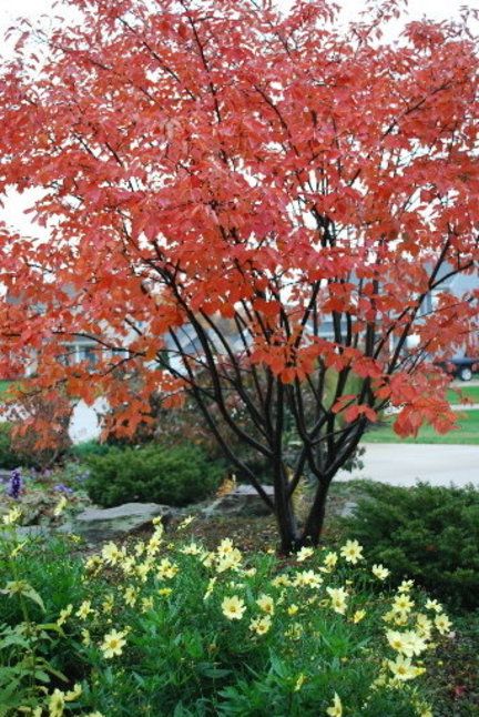 Serviceberry Autumn Brilliance Service Berry Tree, Serviceberry Tree, Service Berry, Gardening Zones, Front Landscaping, Ornamental Trees, Red Tree, Goldfinch, Deciduous Trees