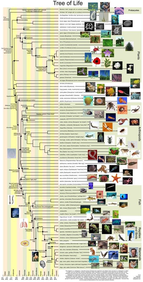 Neal Olander's diagram of the Tree of Life - click for pdf file Human Evolution Tree, Tree Of Life Evolution, Phylogenetic Tree, Biology Resources, Picture Tree, Ap Biology, Human Evolution, The Tree Of Life, Life Pictures