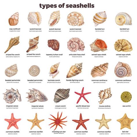 Spiral Seashell Drawing, Jellyfish Species, Florida Shells, Seashell Identification, Ocean Things, Ocean Food, Fresh Scallops, Types Of Shells, Biology Facts