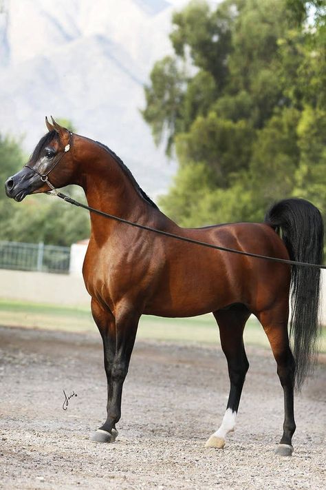 #arabian #stallion #horse #caballo #caballos #arabianhorse #cavalos Photography Nature Animals, Arabians Horses, Arabic Horse, Drawing Horses, Animals Horse, Stallion Horse, Arabian Stallions, Horse Inspiration, Beautiful Arabian Horses