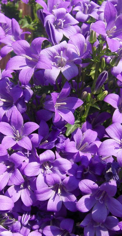 Hinata Aesthetic, Flower Gardening Ideas, Photo Garden, Purple Flowers Garden, Purple Lily, Lilly Flower, French Flowers, Purple Garden, Flowers Ideas