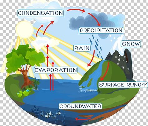 Science Water Cycle, Water Cycle Lessons, Water Cycle Project, Water Cycle Diagram, Plastic And Environment, Hydrological Cycle, Water Presentation, Water Cycle Activities, Water Circle