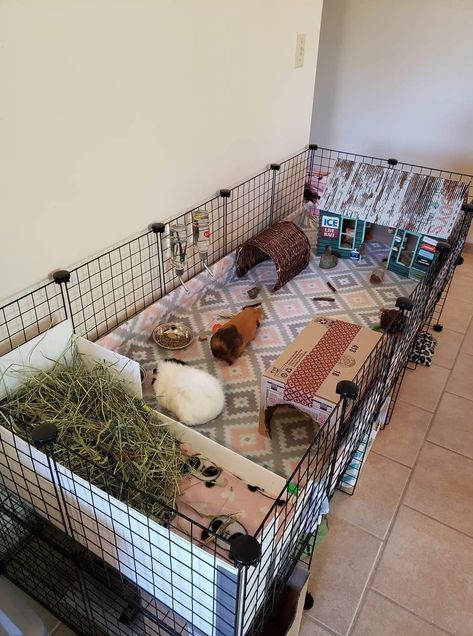 Guenia Pig Cages, Kavee Cage Ideas, Pink Guinea Pig Cage, Ginnie Pig Cages Ideas, Guinea Pig Room Ideas, Guniea Pig Aesthetic Cage, Guinea Pig Cage Ideas Aesthetic, Guenia Pig Cages Ideas, Guinea Pig Enclosure