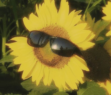 Have A Great Day, Sunflower, Wattpad, Sunglasses, Tumblr, Books