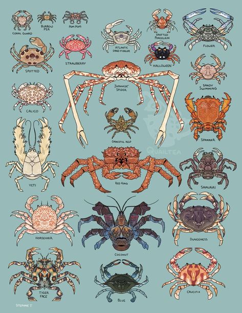 The Crab, Arte Inspo, Marine Biology, Animal Facts, Creature Concept Art, Marine Animals, Ocean Creatures, Creature Concept, Ocean Animals