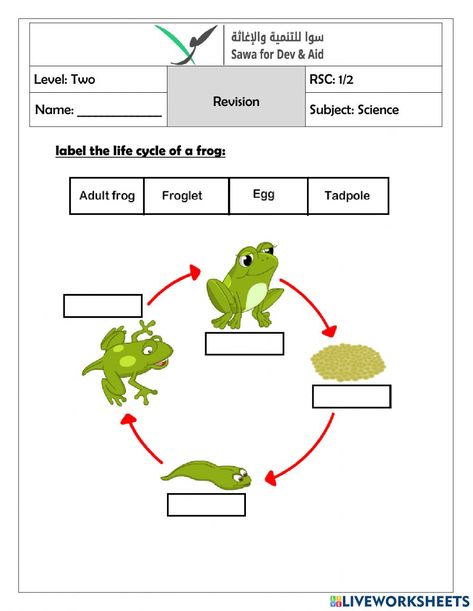 Life Cycle Worksheet, Frog Life Cycle, Life Cycle Of Frog Preschool, Life Cycle Of A Frog Activities, Life Cycle Of A Frog, Kindergarten Science Projects, Frog Dissection Worksheet, Life Cycle Of Frog Worksheet, Frog Life Cycle Activities