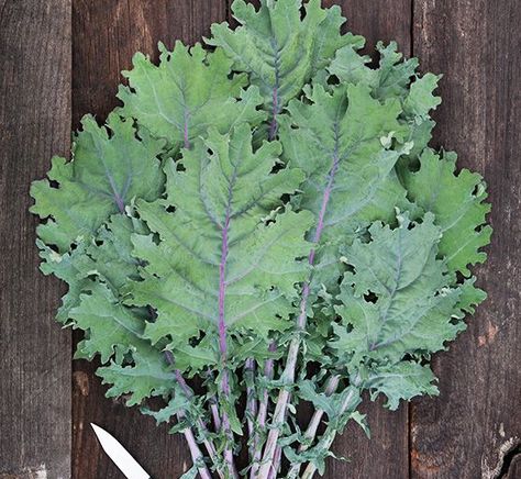 Red Russian Kale, Red Russian, Rainbow Chard, Plant Signs, Bush Beans, Garden Living, Organic Seeds, Organic Fertilizer, Organic Herbs