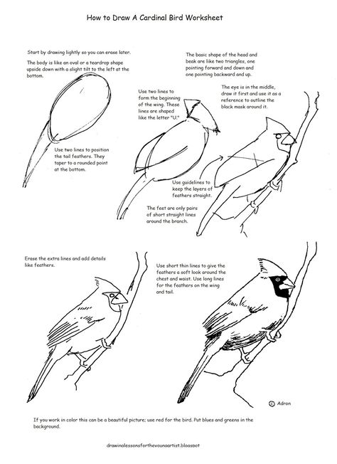 A free how to draw worksheet for drawing a cardinal. Draw A Cardinal, Cardinal Drawing, How To Draw Birds, Cardinal Birds Art, Draw Birds, Drawing Birds, Cardinal Painting, Cardinal Bird, Lips Drawing