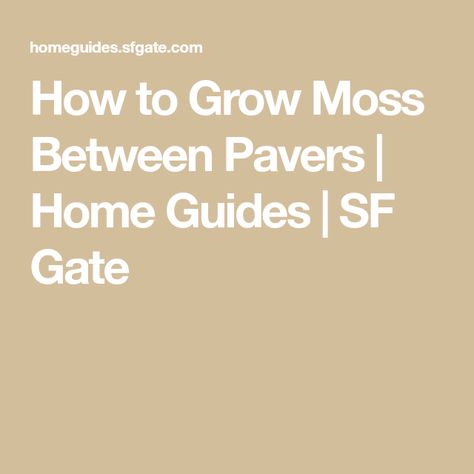 Moss Between Pavers, How To Grow Moss Between Pavers, Moss Between Stepping Stones, How To Grow Moss On Concrete, How To Harvest Moss, How To Grow Moss On Anything, Perennial Ground Cover, Growing Moss, Concrete Pavers