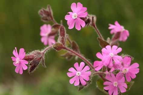 Wildflower Gardening, Red Campion, Wildflower Mural, Pink Wild Flowers, British Wildflowers, British Wild Flowers, Mexican Sunflower, Plants Uk, Purple Wildflowers