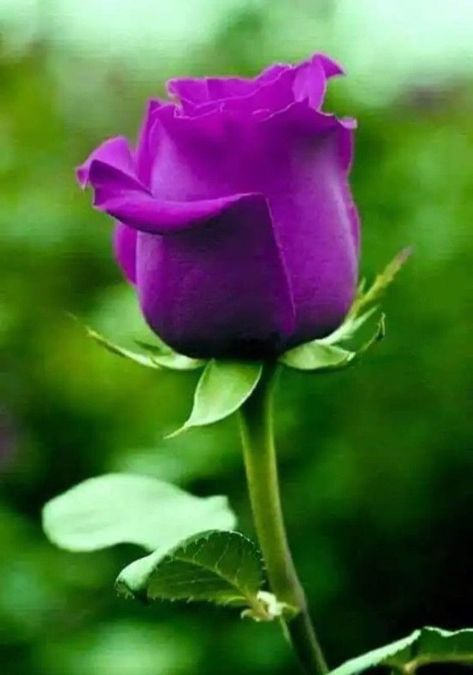 Happy Eve, Purple Flower Pictures, Rose Flower Photos, Unique Flower Arrangements, Rose Flower Pictures, Rose Flower Wallpaper, Fresh Flowers Arrangements, Friends Happy, Rare Flowers