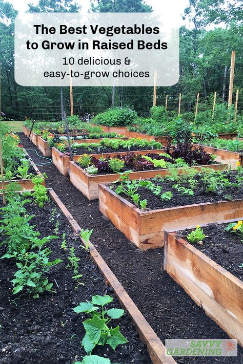 The Best Vegetables to Grow in Raised Beds: 10 Easy-to-Grow Choices Raised Bed Garden Layout, Best Vegetables To Grow, Raised Garden Beds Diy Vegetables, Best Veggies, Garden Bed Layout, Garden Raised Beds, Raised Vegetable Gardens, Garden Boxes Raised, Vegetable Garden Raised Beds