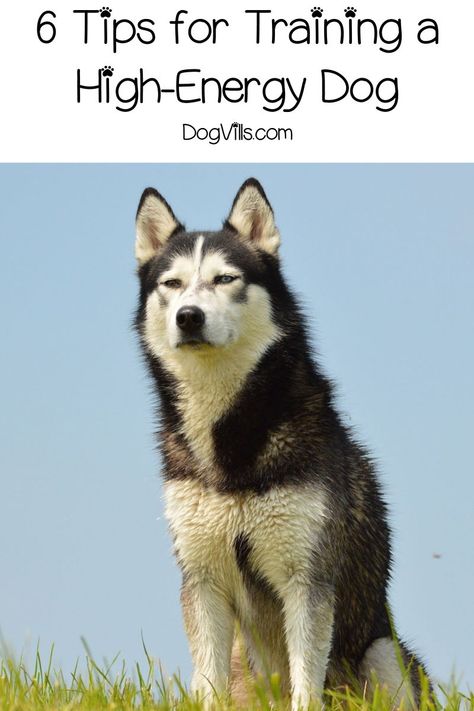 Husky Training, Dog Lifestyle, Cesar Millan, House Training Dogs, Dog Information, Bad Behavior, Dog Brain, Dog Training Techniques, Dog Tips