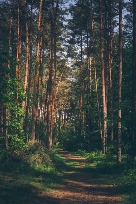 Nature photography A hiking trail in the sunny pine forest. #woods #trees #green Summer Walks, Pine Trees Forest, Evergreen Forest, Forest Background, Forest Photos, Forest Bathing, Forest Trail, Forest Path, Forest Pictures