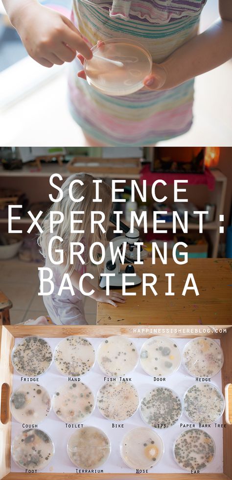 Science: Growing Bacteria Vetenskapliga Experiment, Petri Dishes, Science Club, Nature School, Kid Experiments, Science Activities For Kids, Science Fair Projects, Unschooling, Science Experiment