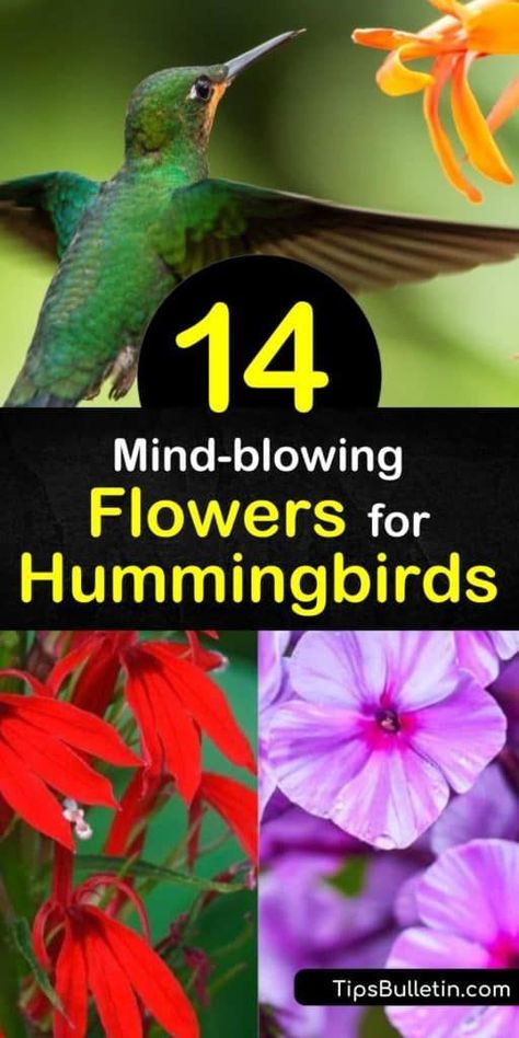 The best flowers for hummingbirds include bright, red flowers like those on salvia and petunia varieties. Honeysuckle and penstemon attract hummingbirds with their tubal shape. These adorable hummers seek out plants rich in nectar and use color and shapes as indicators. #flowers #hummingbirds Hummingbird Mint Plant, Petunia Varieties, Flowers For Hummingbirds, Flowers Hummingbirds Like, Hummingbird Garden Flowers, Hummingbird Mint, Trumpet Creeper, Portulaca Flowers, Pollinator Garden Design