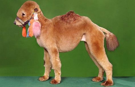 Camel dog. | Community Post: 26 Dogs Who Are Having An Identity Crisis Anjing Poodle, Hair Of The Dog, Poodle Haircut, Poodle Cuts, Creative Grooming, Poodle Grooming, Dog Haircuts, Poor Dog, Dog Halloween Costumes