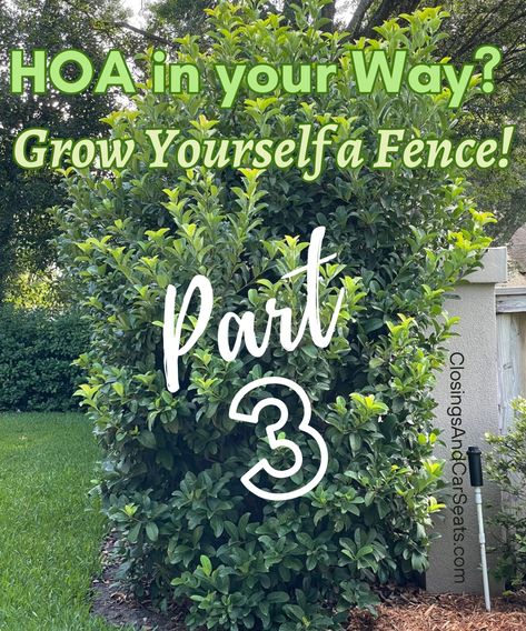 HOA in your Way? Grow Yourself a Fence! – Part 3 | Closings and Car Seats Hedges As Fences, Sweet Viburnum, Privacy Shrubs, Privacy Landscaping Backyard, Privacy Hedges, Yard Privacy, Shrubs For Privacy, Fence Options, Privacy Hedge